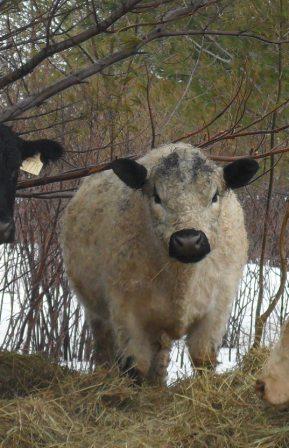 IVAN, WHITE GALLOWAY BRED BY DICK COMPTON IN OVID, NY