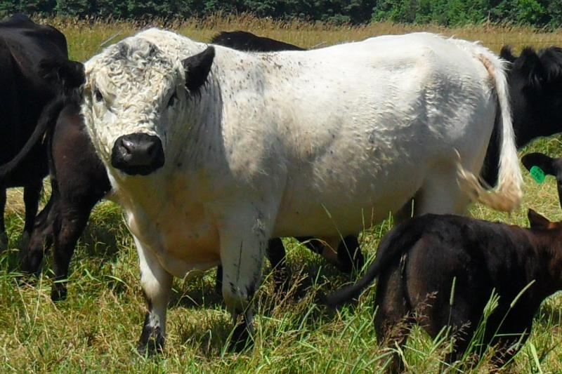 White Galloway bull, Ivan, bred by Dick Compton
