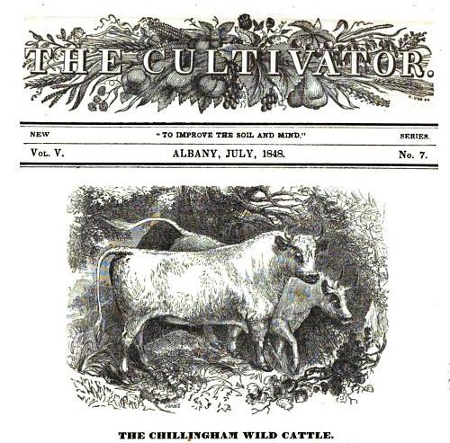 WILD WHITE CATTLE ARTICLE