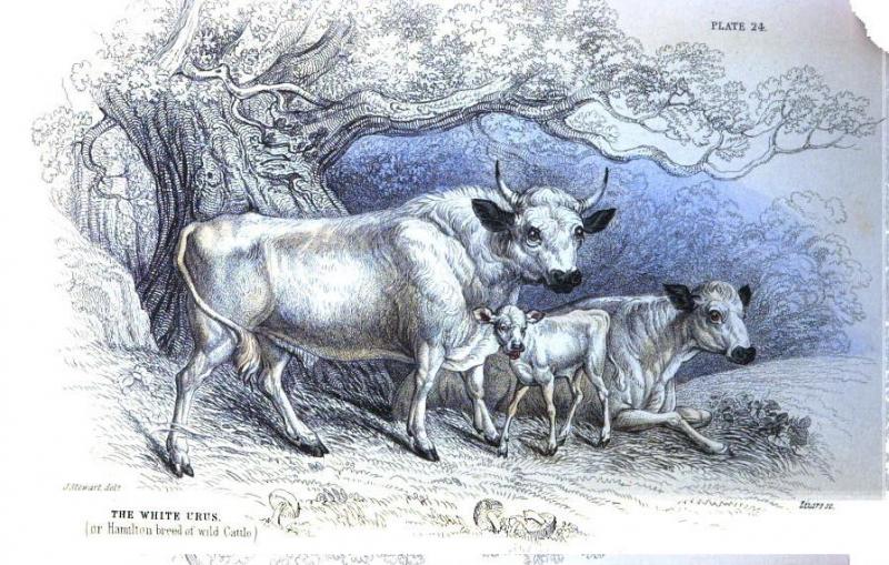 Hamilton breed of White Cattle