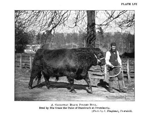 Galloway Black Polled Bull, nineteenth century