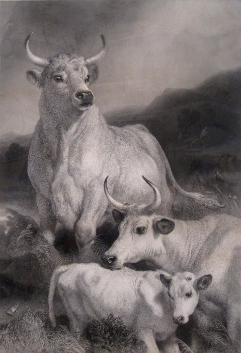 wild white cattle painting by Landseer