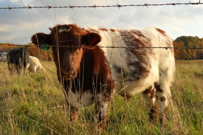 roan horned Shorthorn bull calf, 2012, sired by HHFS Amos