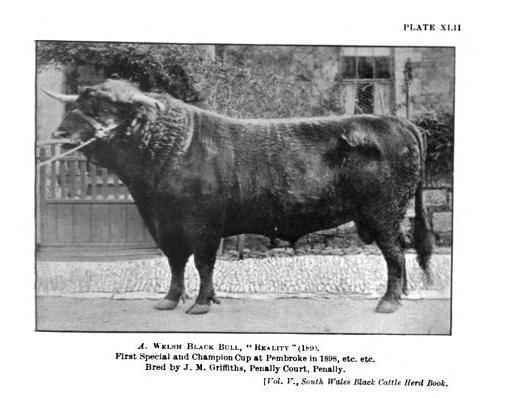 Welsh Black Bull, Reality, 1898