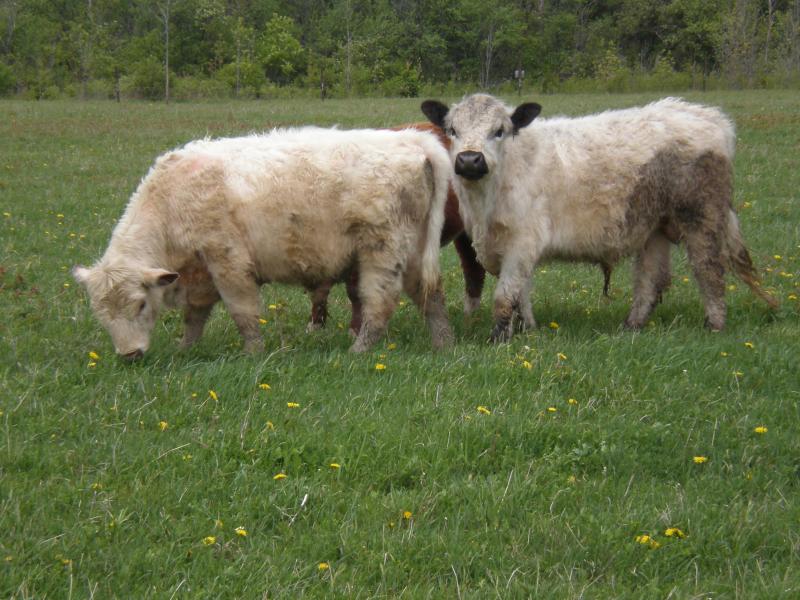 white galloway and scotch type shorthorn young bulls