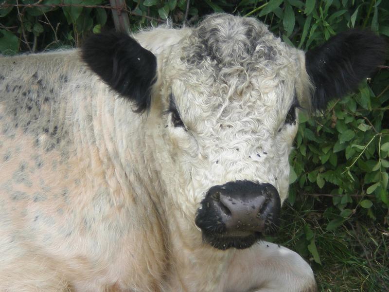 IVAN, WHITE GALLOWAY BRED BY DICK COMPTON IN OVID, NY
