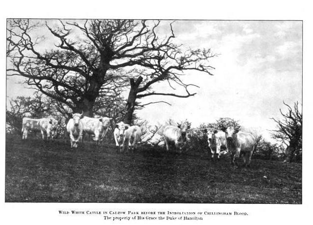 Wild White cattle in Cadzow Park, Scotland